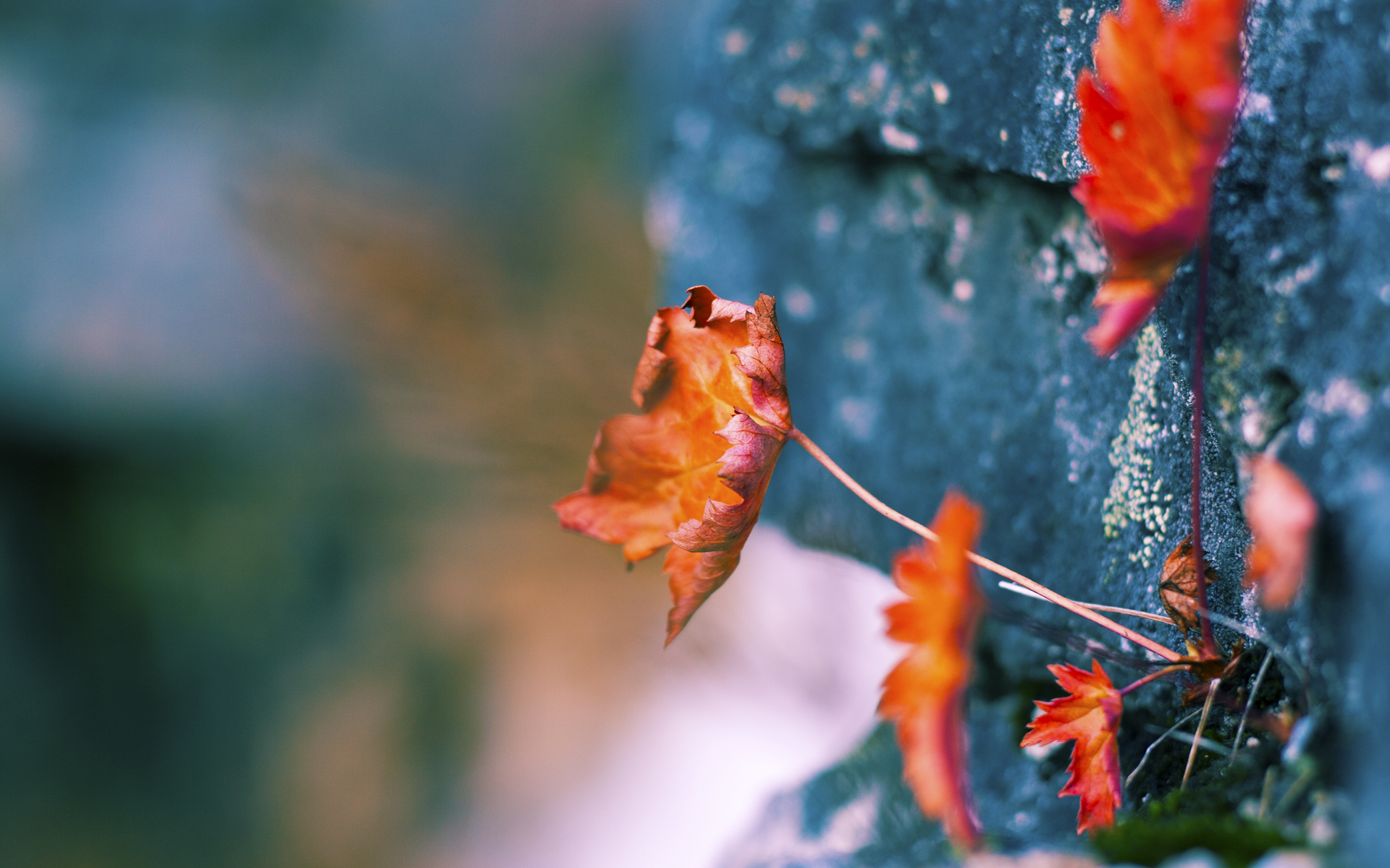 棋盘上的舞者,若日尼奥以智慧之笔,为加拿大绘就击败西班牙的传世之作