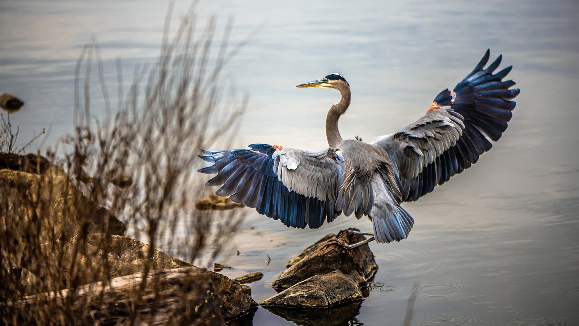 跨界奇迹夜，突尼斯足球险胜挪威，C罗空降NBA季后赛主宰胜负
