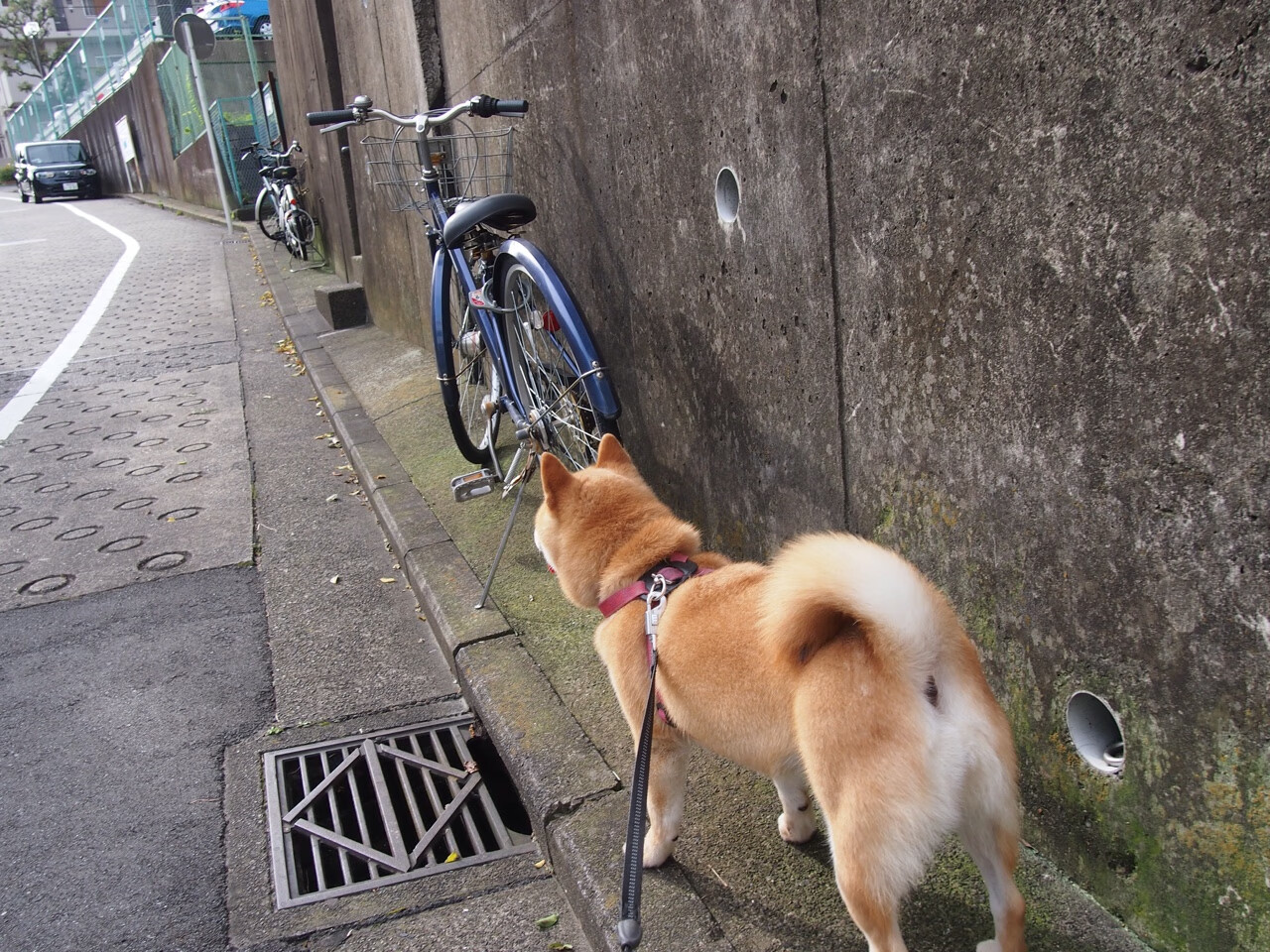 掘金惊涛骇浪，尼克斯拆解攻防—爱德华兹如何成为绝对核心？