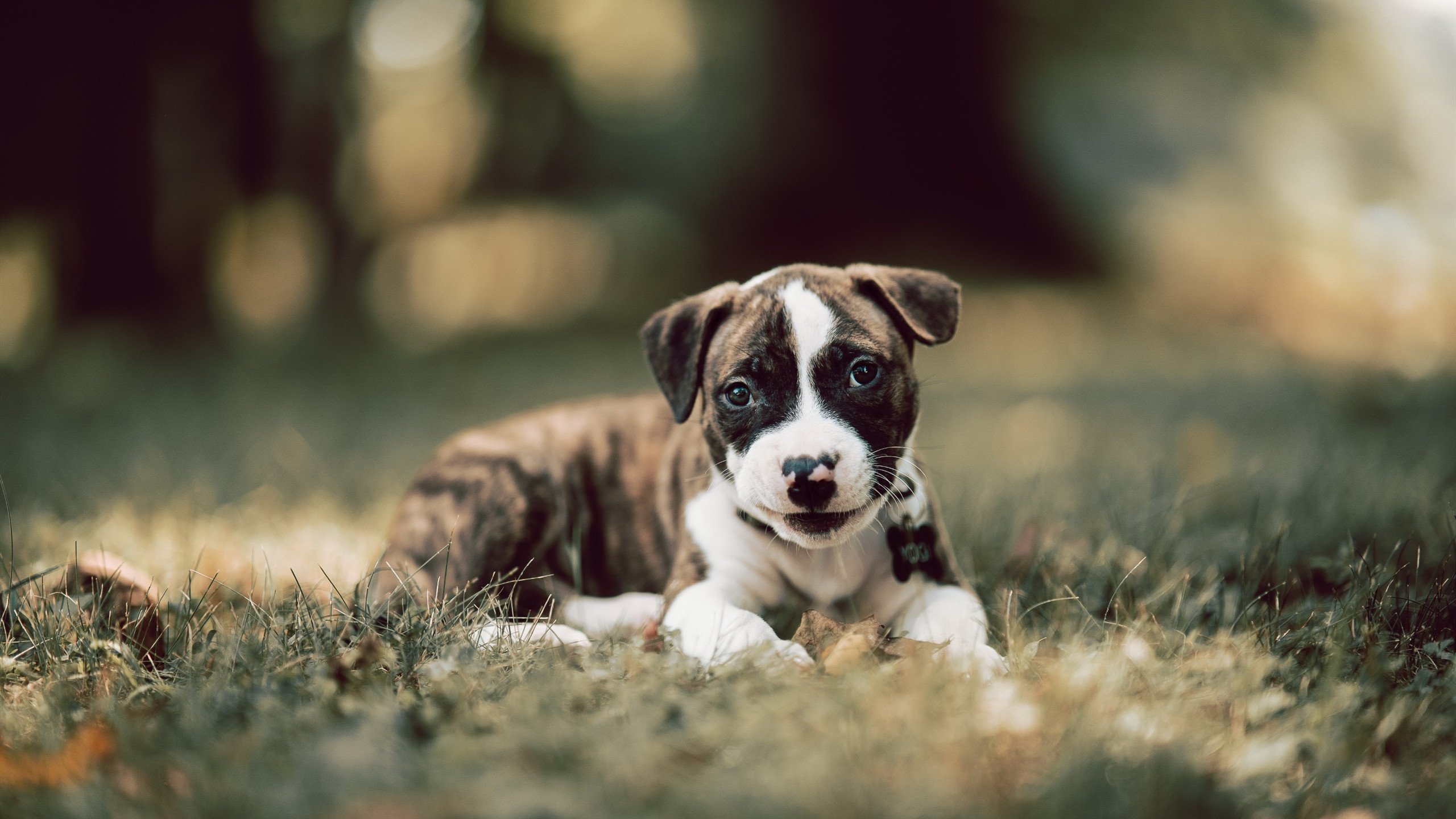 当约基奇遇上步行者，一场偶然，两种伟大