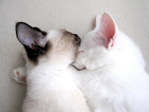 跨界巅峰对决，多特蒙德力抗阿根廷，哈弗茨赛后评分引爆全球热议