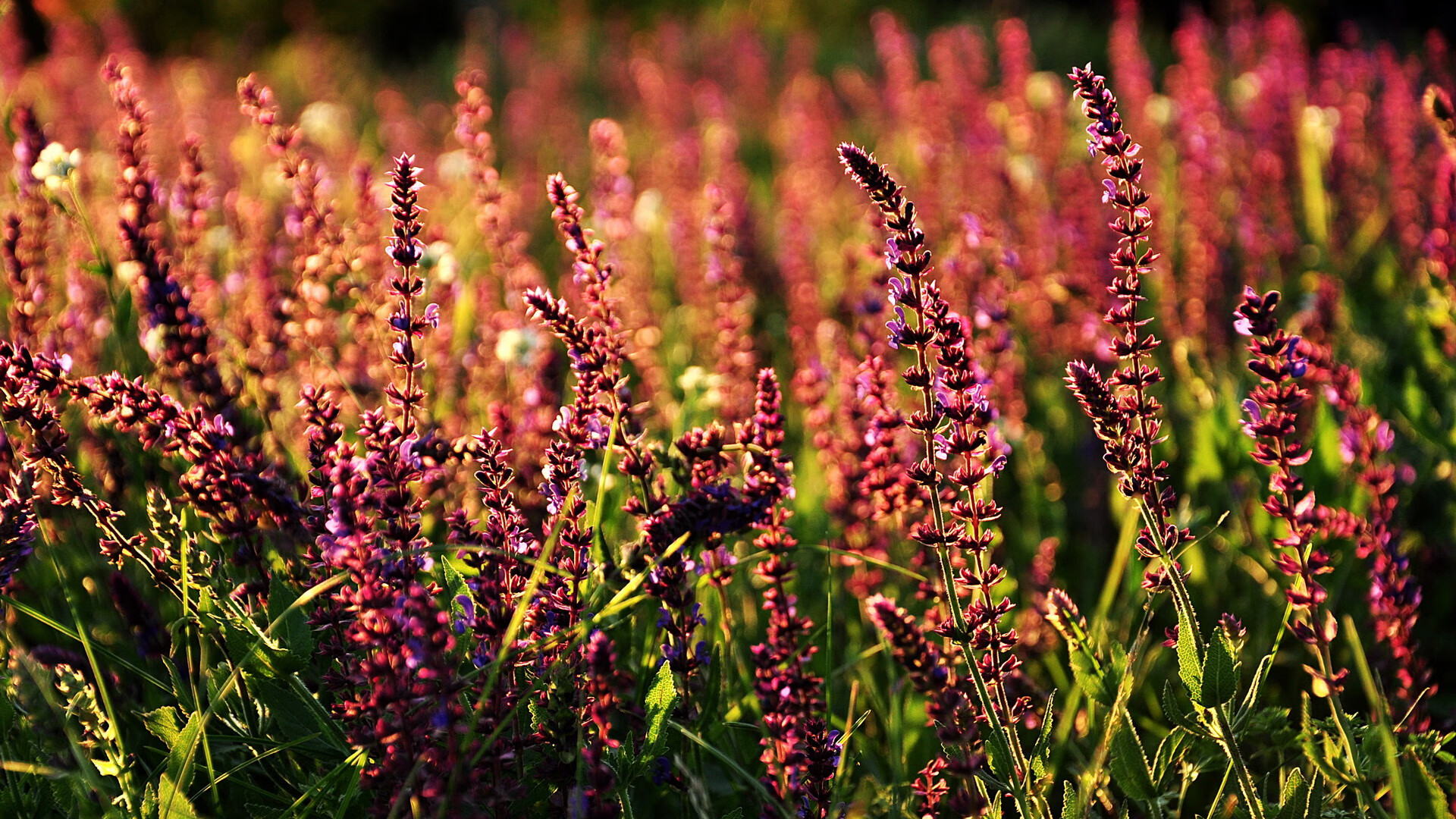 铁幕下的舞者,切特如何撕裂浙江队的窒息防守,成为改变联盟格局的关键先生