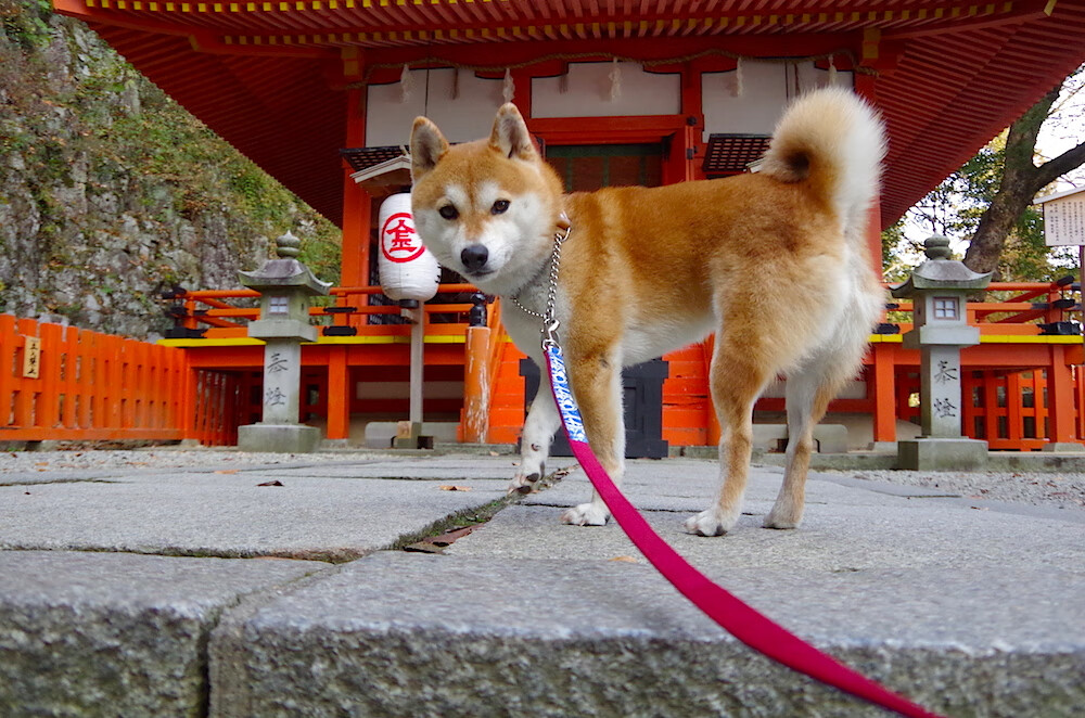 恩比德降维打击47+19！辽宁队鏖战绿军，48分钟硬核输出改写篮球认知