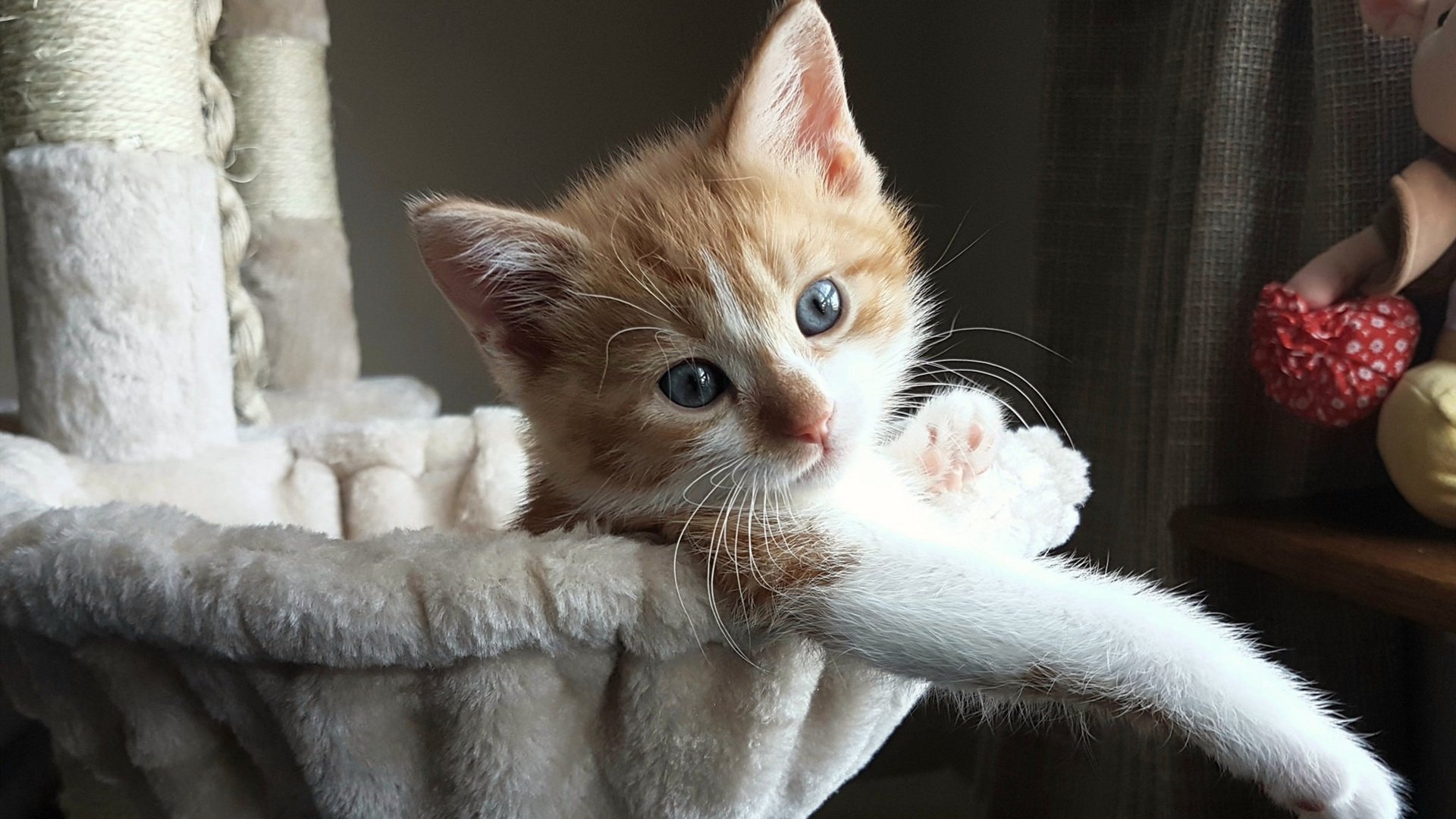 2026世界杯之夜，时代广场的聚光灯下，阿劳霍用伤疤扛起一个国家的日出