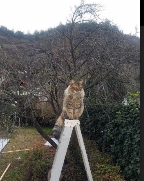 猛龙跨海啸杭州，当NBA尖刀刺穿CBA铁壁，克莱于东方之巅展露死神锋芒