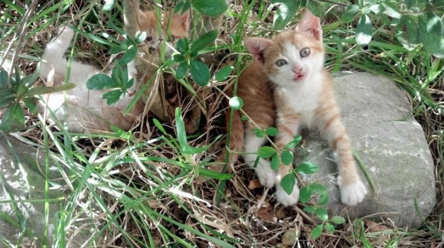 橄榄枝与鹰隼的逆袭，突尼斯翻盘波兰背后的工业与热望绿茵交响