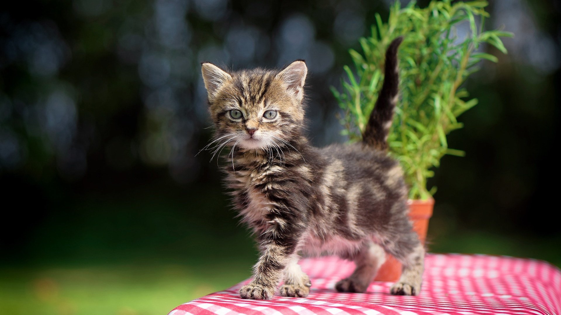 罗德里扛起全队进攻，全程高能输出