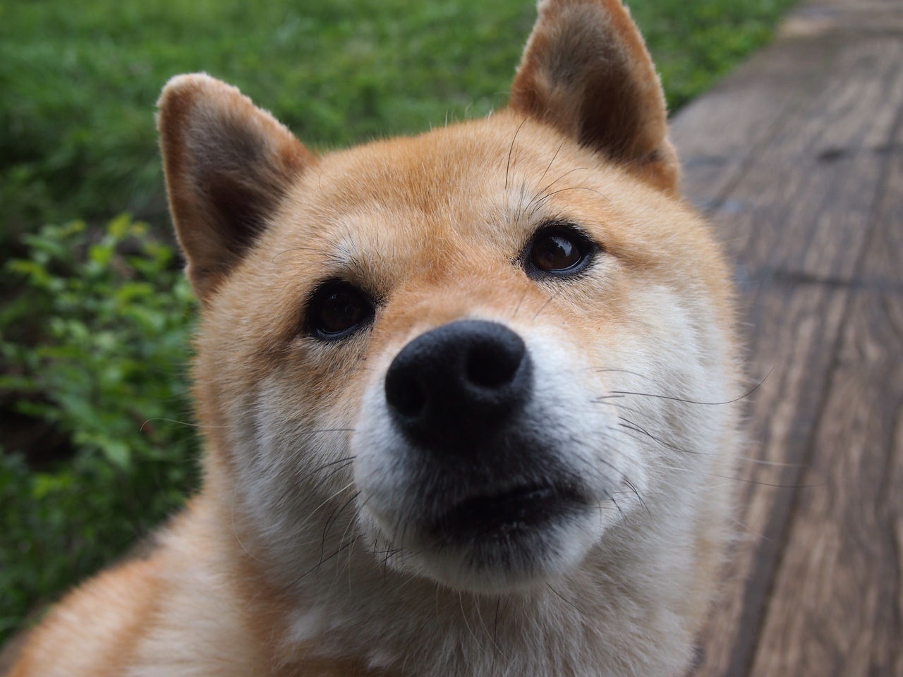 曼联攻陷加拿大！奥斯梅恩的温哥华救赎记