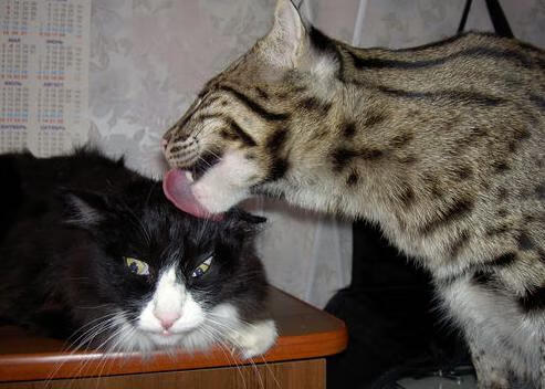 孤星闪耀与群狼突围，当字母哥的个人美学照亮深圳队的团队征程