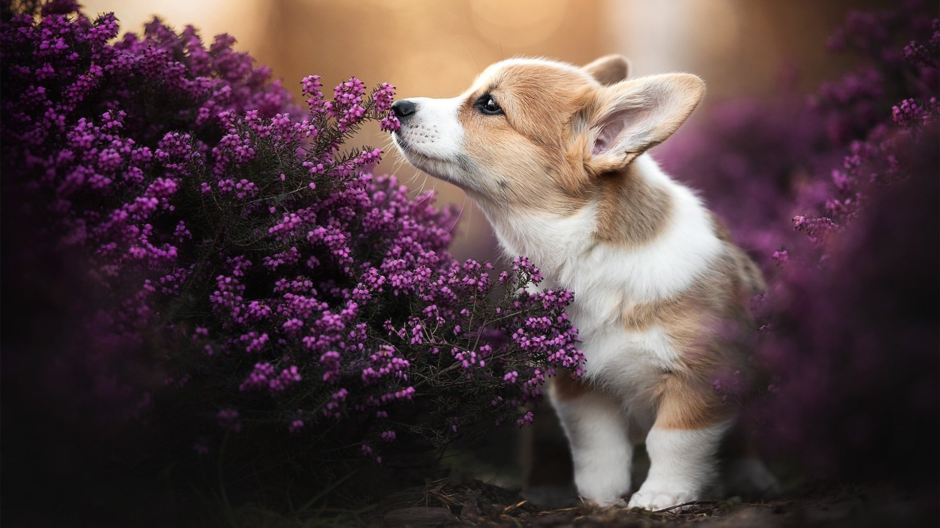 南十字星下的战术奇迹，新西兰友谊赛斩落巴萨，基米希客串导演逆转—一场商业赛如何演变为战术教科书，德国核心的自由人角色成胜负手