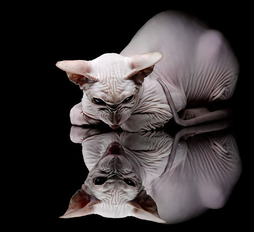 能量怪兽撕裂黑夜，努涅斯全程高能输出，多特蒙德加时鏖战力擒哥伦比亚