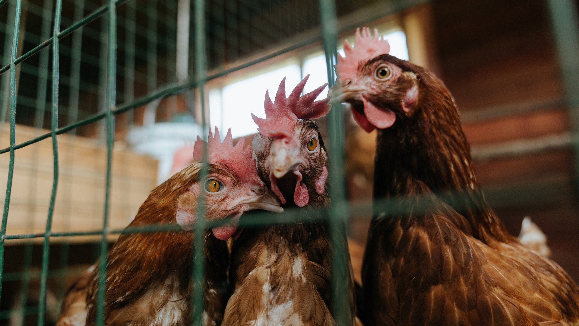 跨界MVP，当欧冠之夜被篮球巨星照亮