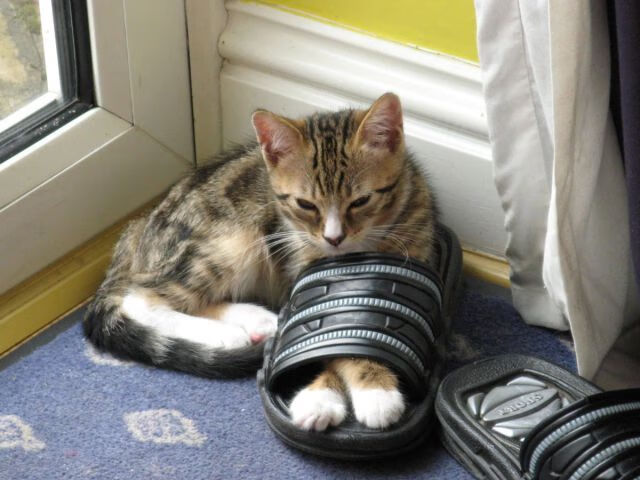 双线争锋,黄蜂压哨绝杀广厦,杰伦格林赛道接管夺冠