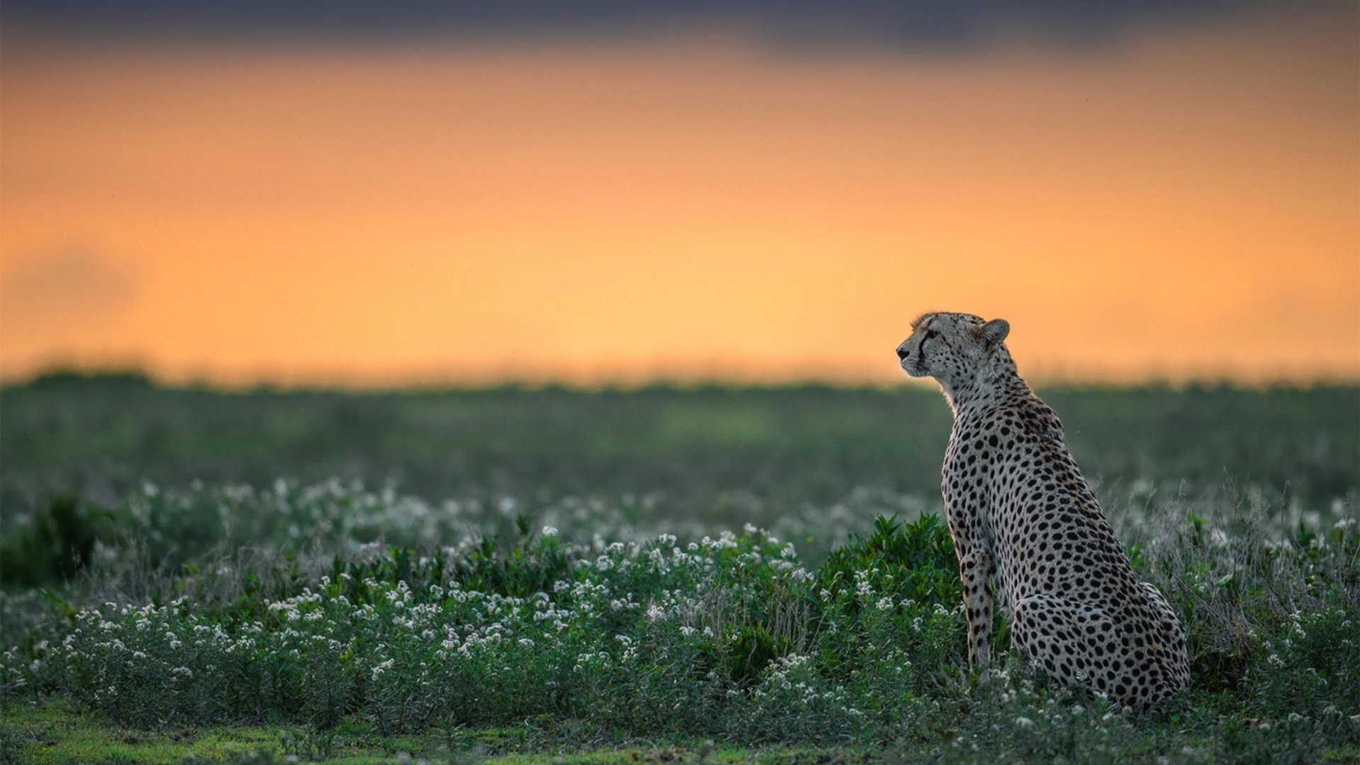 绿茵双线焦点，意甲巅峰对决与皇马碾压摩纳哥的连胜传奇