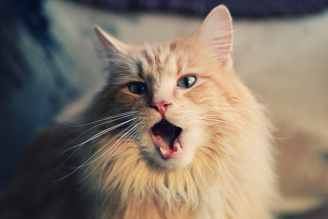 皇马闪电出手，意甲焦点战摩洛哥英雄被带走