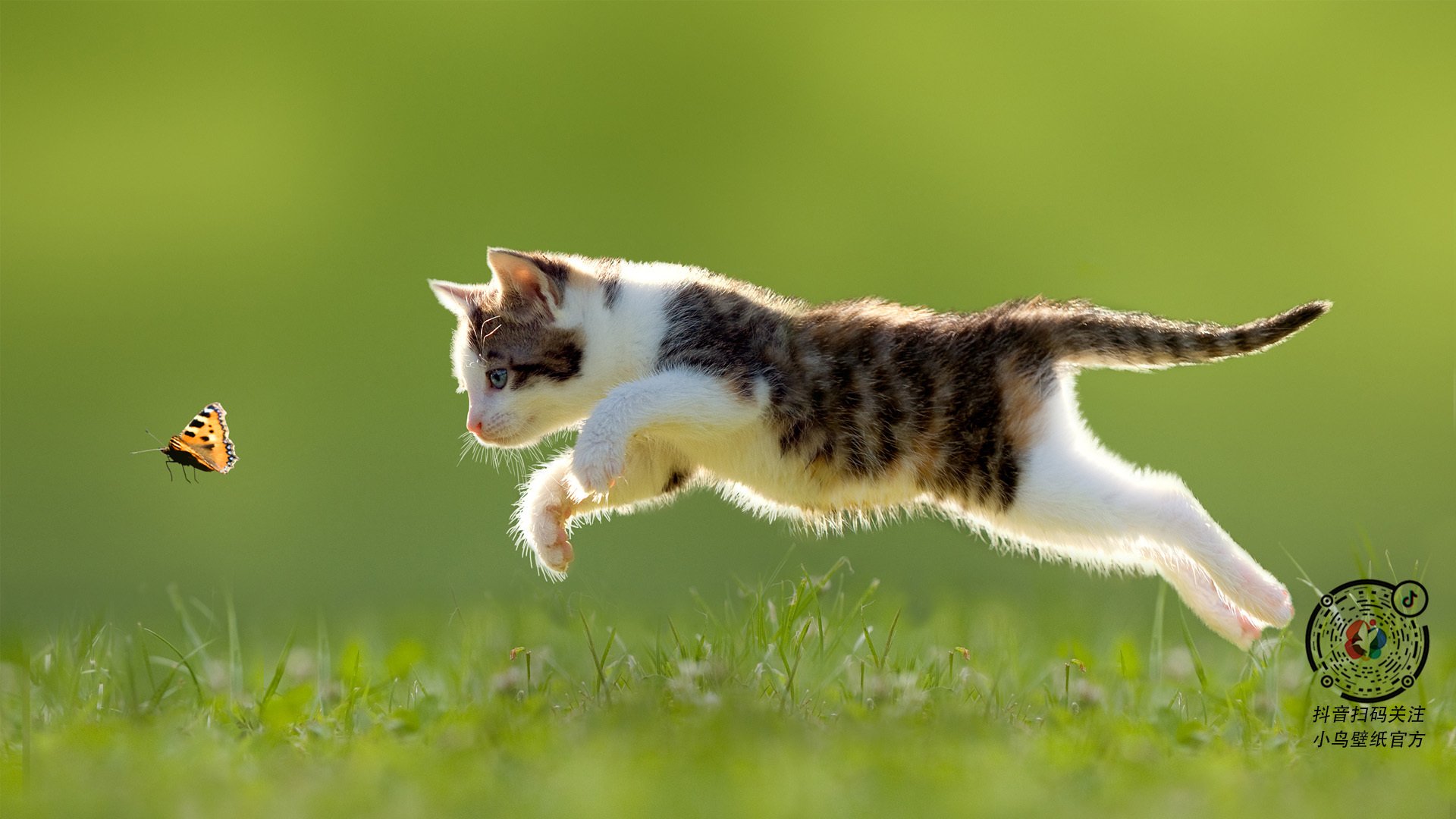 冰川与多瑙河的沉默，当瑞士铁壁让奥地利窒息，阿尔瓦雷斯在美加墨点燃世界