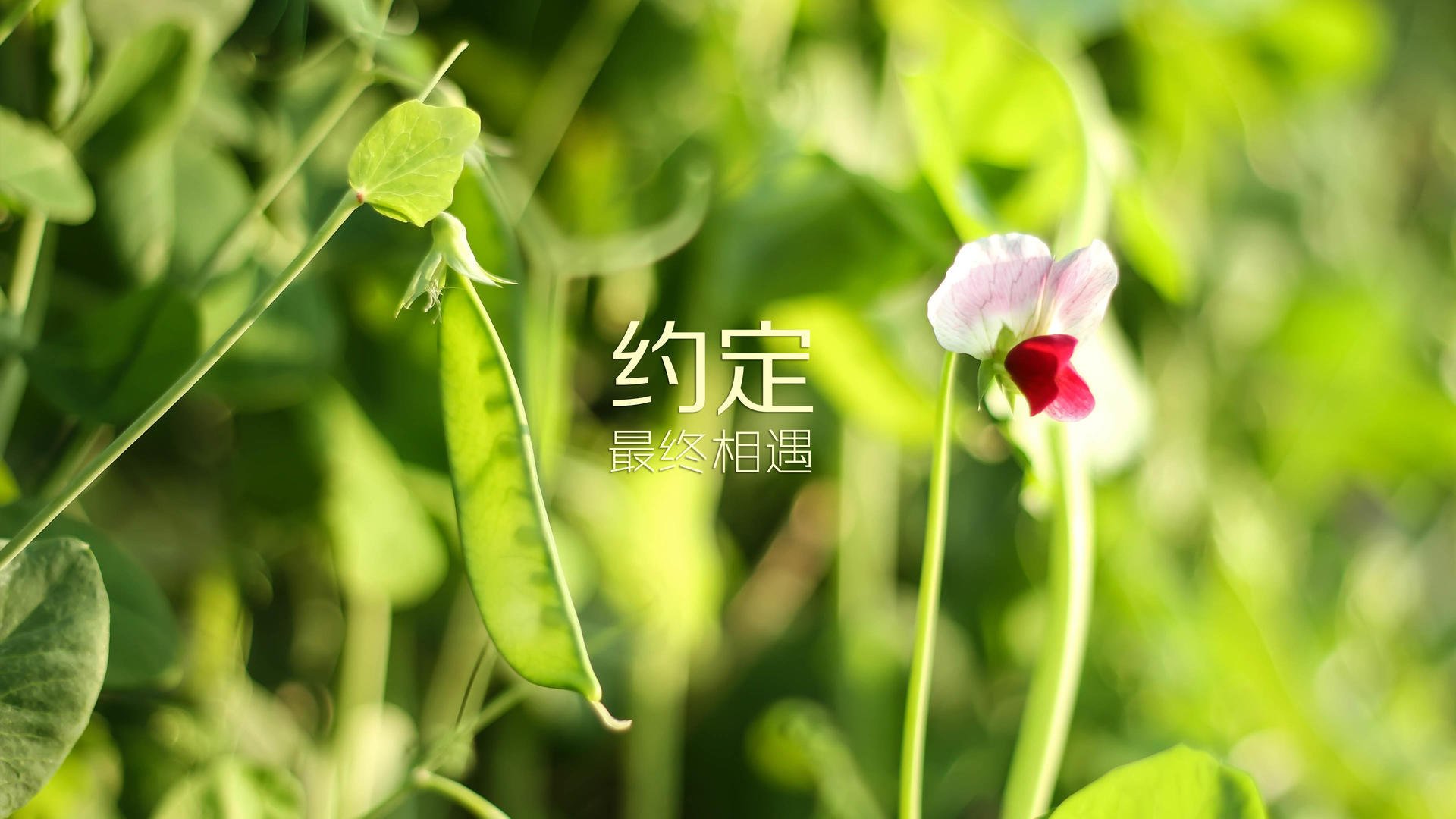 当枫叶军团用华丽攻势碾碎五盾传奇，2026世界杯经典战役，吉鲁的奇幻领航与旧秩序的黄昏