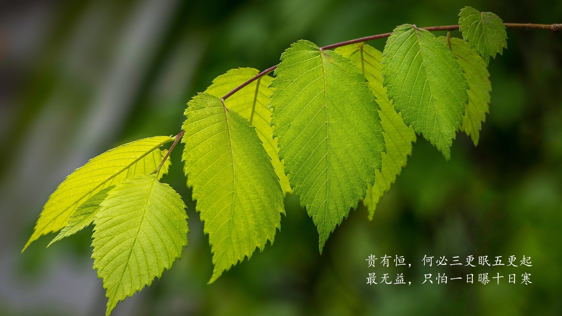 魔笛穿云，天盾降世，当37岁的莫德里奇用手术刀剖开乌拉圭，比利时门将筑起不朽叹息之墙